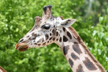 coleccion de varios animales salvajes