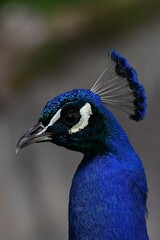 coleccion de varios animales salvajes