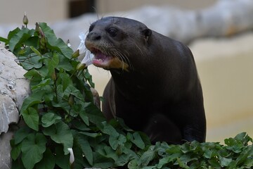 coleccion de varios animales salvajes