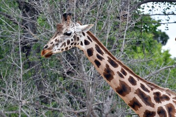 coleccion de varios animales salvajes
