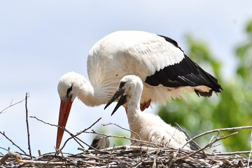 coleccion de varios animales salvajes