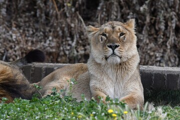 coleccion de varios animales salvajes