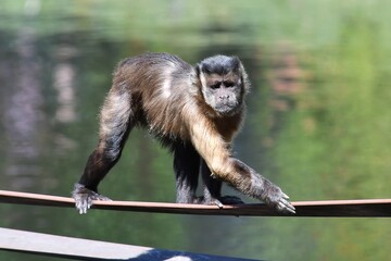 coleccion de varios animales salvajes