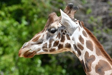 coleccion de varios animales salvajes