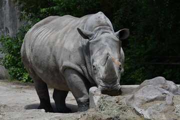 coleccion de varios animales salvajes