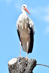 coleccion de varios animales salvajes