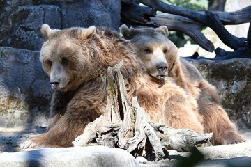 coleccion de varios animales salvajes