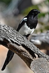 coleccion de varios animales salvajes