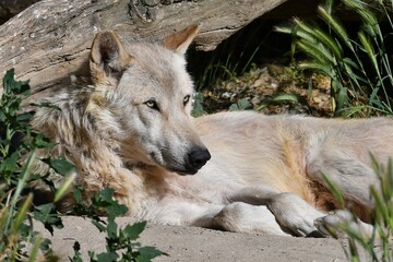 coleccion de varios animales salvajes