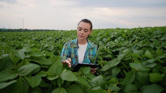 Female agronomist inspecting soybean crop field