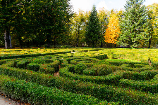 Trimmed boxwood bushes in an old garden	
