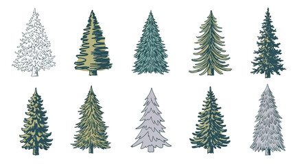 Obraz premium Variety of Evergreen Trees - A Collection of Coniferous Illustrations.