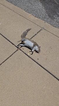 Dead Squirrel Face with Flies on City Street