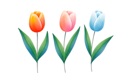 Three colorful tulip flower illustration isolated on transparent background