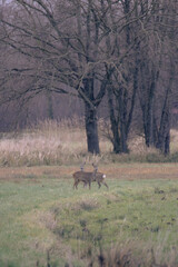 Rehe auf eine Feld 