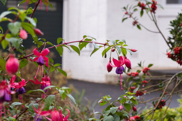 Last november bloom. Final autumn blossoms. Late november flowers in the UK