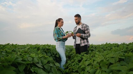 Two agronomists analyzing soybean plant in field - Powered by Adobe
