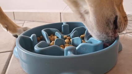 Dog eating dry food from a slow-feeding bowl in slow-motion close-up video, capturing controlled eating behavior and focused feeding process.