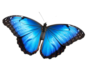 Detailed Blue Butterfly on Minimal Leaf with Studio Lighting PNG