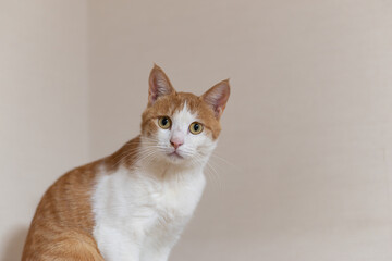 キャットタワーの上でくつろぐ可愛い猫　茶トラ白	