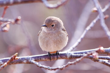 枝にとまる可愛いジョウビタキの雌