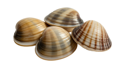Fresh clams isolated on transparent background, ready to be steamed or made into chowder for a delicious seafood meal tonight