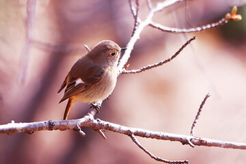 枝にとまる可愛いジョウビタキの雌