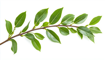 A branch of laurel isolated on white background