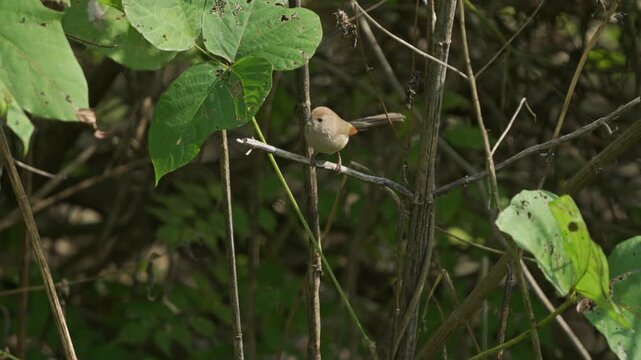 Vinous-throated Parrotbill (Sinosuthora webbiana) Takes Off from Branch - 4K HDR Slow Motion