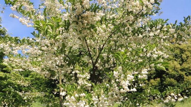 公園のウツギ（空木・卯木）