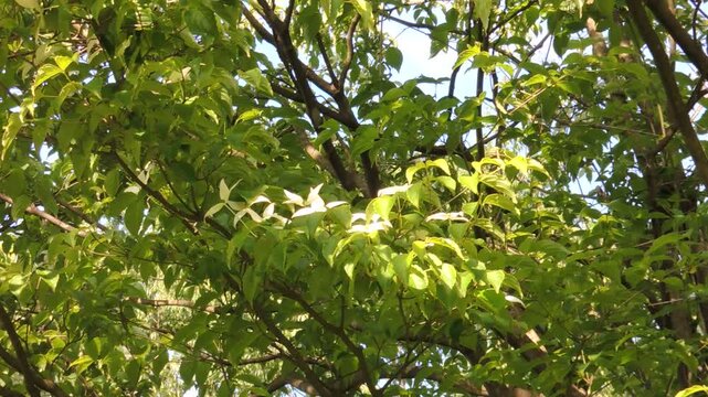 公園のヤマボウシ　山法師