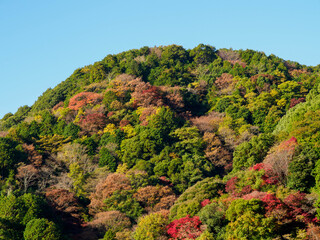 秋の神戸布引の自然　木々が色づく11月