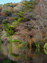 秋の神戸布引の自然　木々が色づく11月