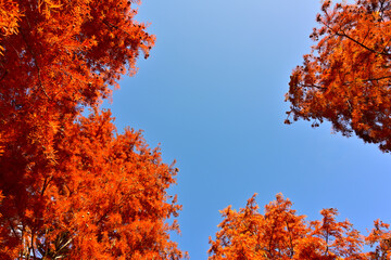 ラクウショウの紅葉