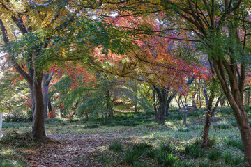 木々のトンネル