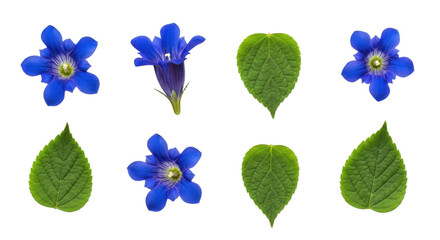 Blue flowers and green leaves are arranged symmetrically on transparency background, showcasing vibrant colors and natural beauty. flowers have star like shape, and leaves are heart shaped