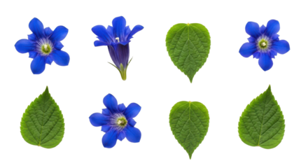 Blue flowers and green leaves are arranged symmetrically on transparency background, showcasing vibrant colors and natural beauty. flowers have star like shape, and leaves are heart shaped