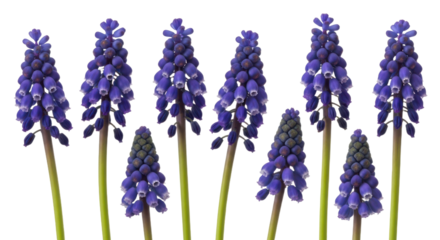 Vibrant purple grape hyacinths with green stems are arranged in row, showcasing their delicate bell shaped flowers. image captures beauty and simplicity of these spring blooms