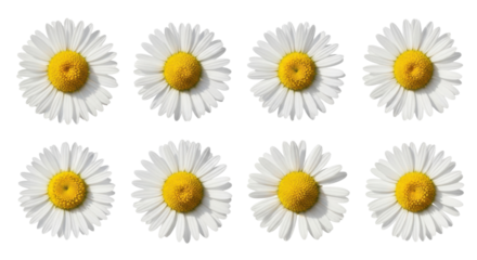 Eight white daisies with bright yellow centers are arranged in two rows against transparency background, showcasing their delicate petals and vibrant colors
