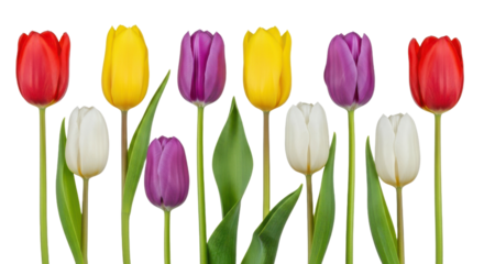 Row of vibrant tulips in red, yellow, purple, and white colors stand tall with green leaves, showcasing cheerful and colorful floral arrangement