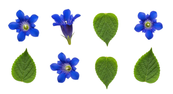 Blue flowers and green leaves are arranged symmetrically on transparency background, showcasing vibrant colors and natural beauty. flowers have star like shape, and leaves are heart shaped