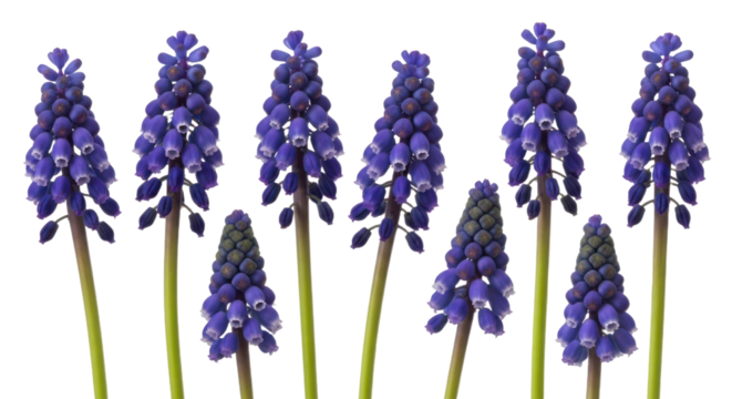 Vibrant purple grape hyacinths with green stems are arranged in row, showcasing their delicate bell shaped flowers. image captures beauty and simplicity of these spring blooms