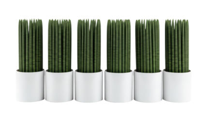 Six tall, green sansevieria plants in white pots are neatly arranged in row, creating modern and minimalist aesthetic. vertical lines of plants add sense of order and tranquility