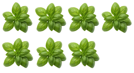 Image shows pattern of fresh green basil leaves arranged symmetrical layout, creating vibrant and natural design. leaves are bright and healthy, showcasing their lush texture.fresh green basil