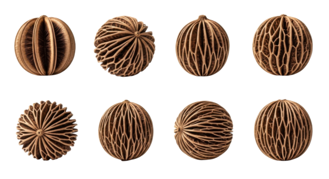 Dried decorative seed pods with intricate patterns and textures, arranged in two rows. natural brown color and unique designs make them ideal for home decor or craft projects