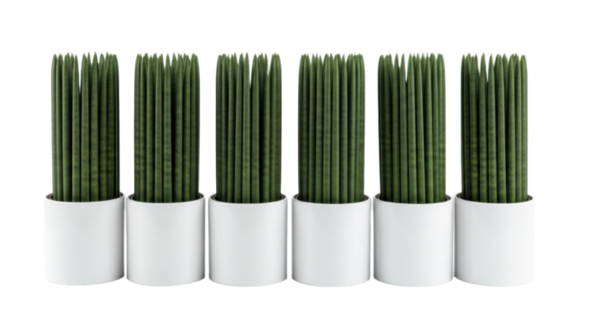 Six tall, green sansevieria plants in white pots are neatly arranged in row, creating modern and minimalist aesthetic. vertical lines of plants add sense of order and tranquility