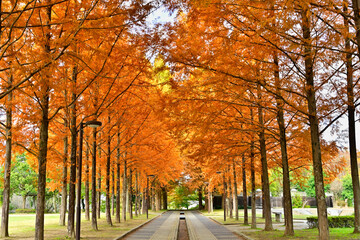 紅葉のメタセコイヤの並木道