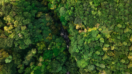 Obraz premium Aerial view of lush green forest canopy with diverse trees and foliage, showcasing vibrant shades of green and natural beauty in a serene environment