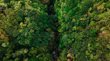 Naklejka premium Aerial view of a lush green forest with dense foliage, showcasing a vibrant ecosystem and a winding river cutting through the trees, highlighting nature's beauty and tranquility