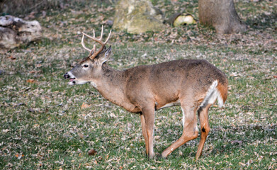 10-point buck in SE Michigan. He was injured in his left rear leg.